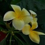 Plumeria albaফুল