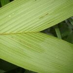 Calyptrogyne trichostachys Hoja