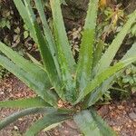 Aloe vera Habitus