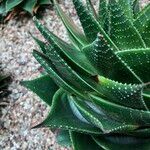 Aristaloe aristata cv. 'Cosmo' Агульны выгляд