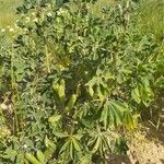 Lupinus albus Hoja