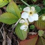 Potentilla sterilis Habit