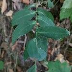 Symphyotrichum laeve Leaf