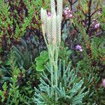 Lycopodium tristachyum Habitatea