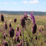 Lavandula pedunculata Blüte