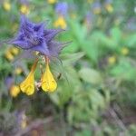 Melampyrum subalpinum Квітка