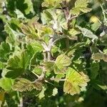 Ribes uva-crispa पत्ता