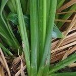 Spathiphyllum wallisii Sonstige