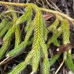 Lycopodium clavatum Leaf