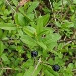 Ligustrum vulgareBlatt