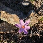 Crocus corsicus Flower