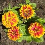 Zinnia haageanaBlüte