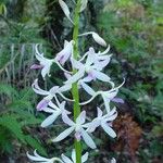 Dipodium squamatum Flower