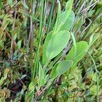 Chamaedaphne calyculata Leaf