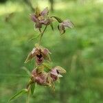 Epipactis helleborineFlower