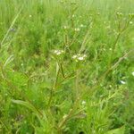 Valerianella dentata Yeri