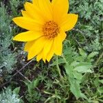 Wyethia angustifolia Fiore