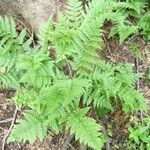 Dryopteris carthusiana برگ