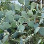 Opuntia engelmannii Habitat