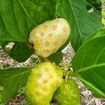 Morinda citrifolia Fruit