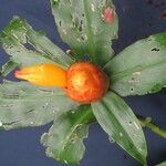 Costus wilsonii Fruit