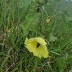 Hibiscus lunariifolius Hábito