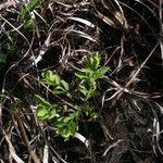 Comandra umbellata Habitatea