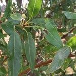 Prunus dulcis Листок
