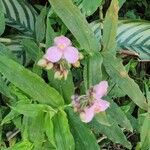 Murdannia nudiflora Цветок