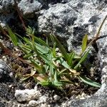 Poa badensis Агульны выгляд