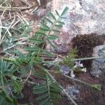 Astragalus austriacus Leaf