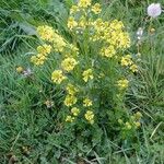 Barbarea vulgaris Habit