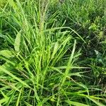 Panicum maximum Hoja