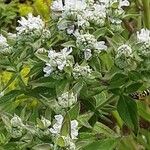 Pycnanthemum verticillatum Flower