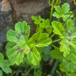 Pelargonium multibracteatum Ліст