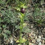 Ophrys passionis その他の提案