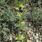 Ophrys passionis Ostatní