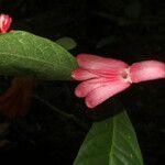 Ravenia rosea Květ