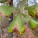 Quercus marilandica Leaf