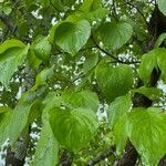 Cornus rugosa Blatt