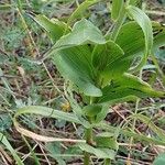 Epipactis helleborine ᱥᱟᱠᱟᱢ