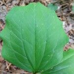 Trillium catesbaei Levél