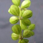 Peperomia tetraphylla Fruit