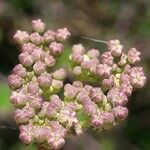 Peucedanum alsaticum Blodyn