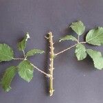 Rubus winteri Blad