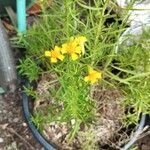 Tagetes lucidaКветка