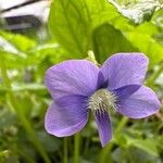 Viola sororia Flower