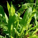 Centaurea nigrescens Blatt