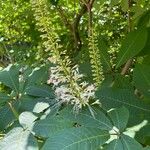 Aesculus parviflora Flor