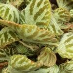 Begonia imperialis Hoja
